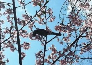 さくら