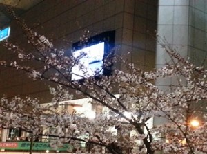 立川駅北口ロータリーの桜