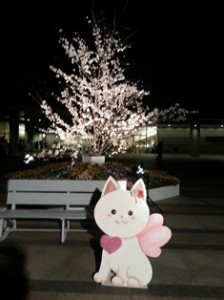 夜桜とネコちゃん