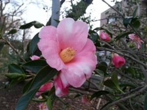 立川諏訪神社の椿2