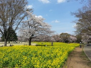 菜の花