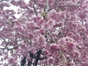 立川諏訪神社のしだれざくら