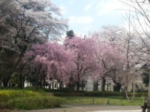 立川諏訪神社のしだれざくら