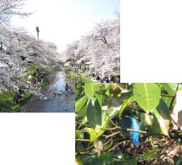 根川の桜