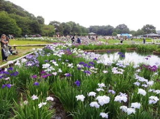 東村山市菖蒲まつり