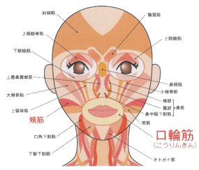 顔の筋肉図