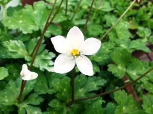 薬草植物園のニリンソウ