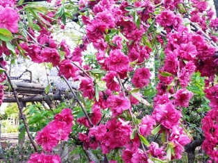 立川の花桃