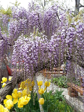 立川の藤の花