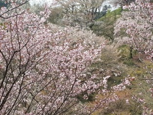 桜保存林の長州緋桜