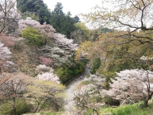 多摩森林科学園のサクラ保存林