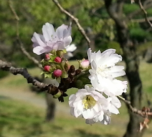 芝離宮の十月桜