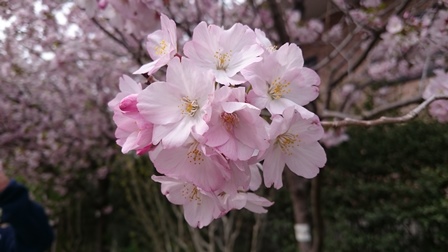 京王フラワーガーデンの桜