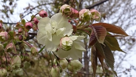 立川のウコンの桜