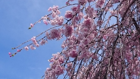 小平薬草園のしだれ桜