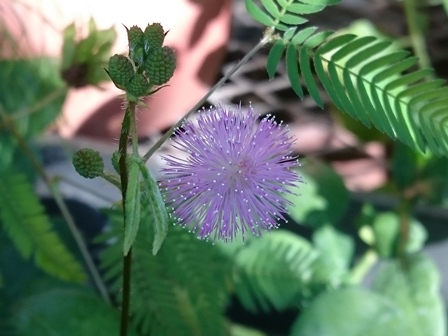 小平薬草園 おじぎ草