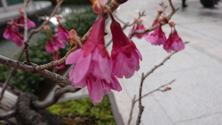 台湾桜
