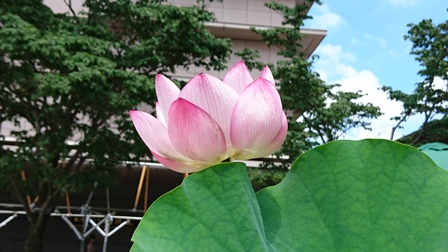 立川の蓮の花