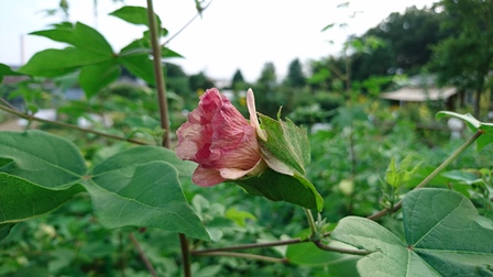 ワタの花