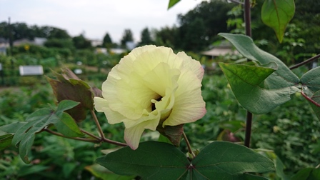 ワタの花